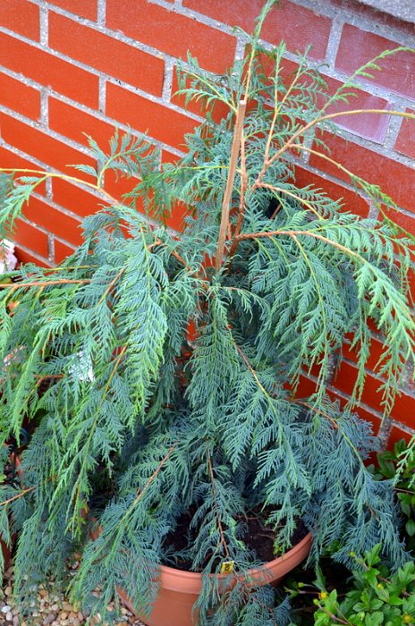 Cupressus cashmeriana